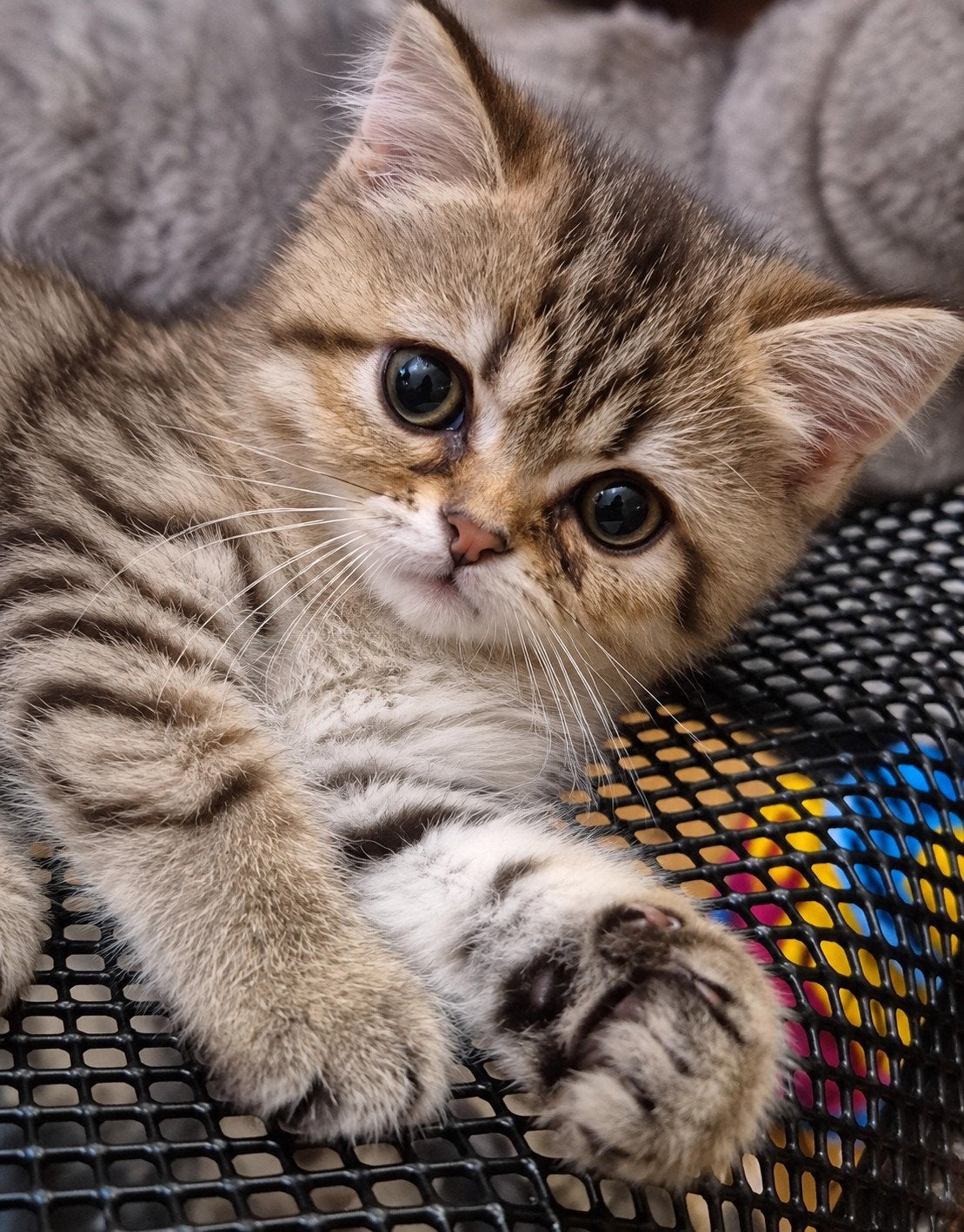 Prachtige lieve kittens Britse Korthaar (British Shorthair), Dieren en Toebehoren