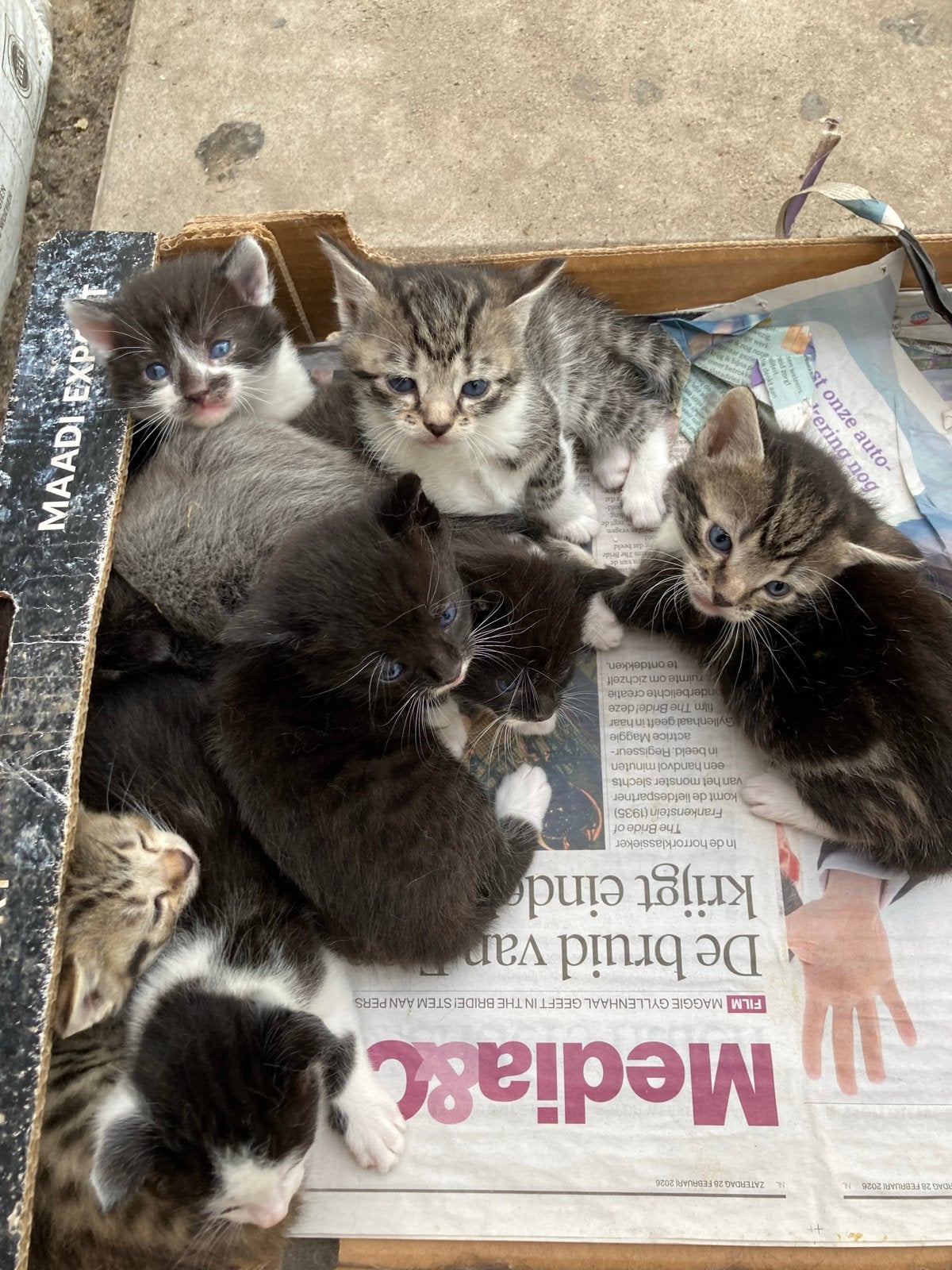 Lieve Jonge kittens, Dieren en Toebehoren, Katten en Kittens | Overige Katten, Meerdere dieren