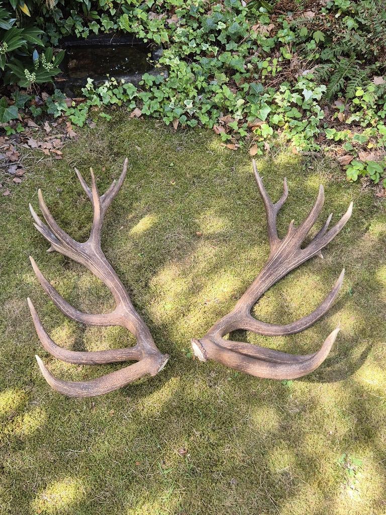 Groot edelhert gewei ongelijke 22 ender jacht mancave g92, Ophalen, Gebruikt, Hert, Gewei of Kop