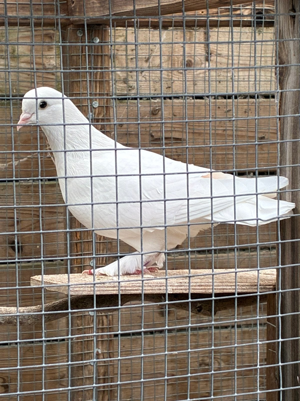 Witte sierduif. Doffer, Mannelijk