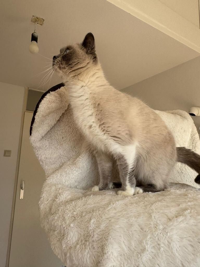 Raszuivere Britse Korthaar Blue Point Poesje!, Poes, Gechipt, 3 tot 5 jaar