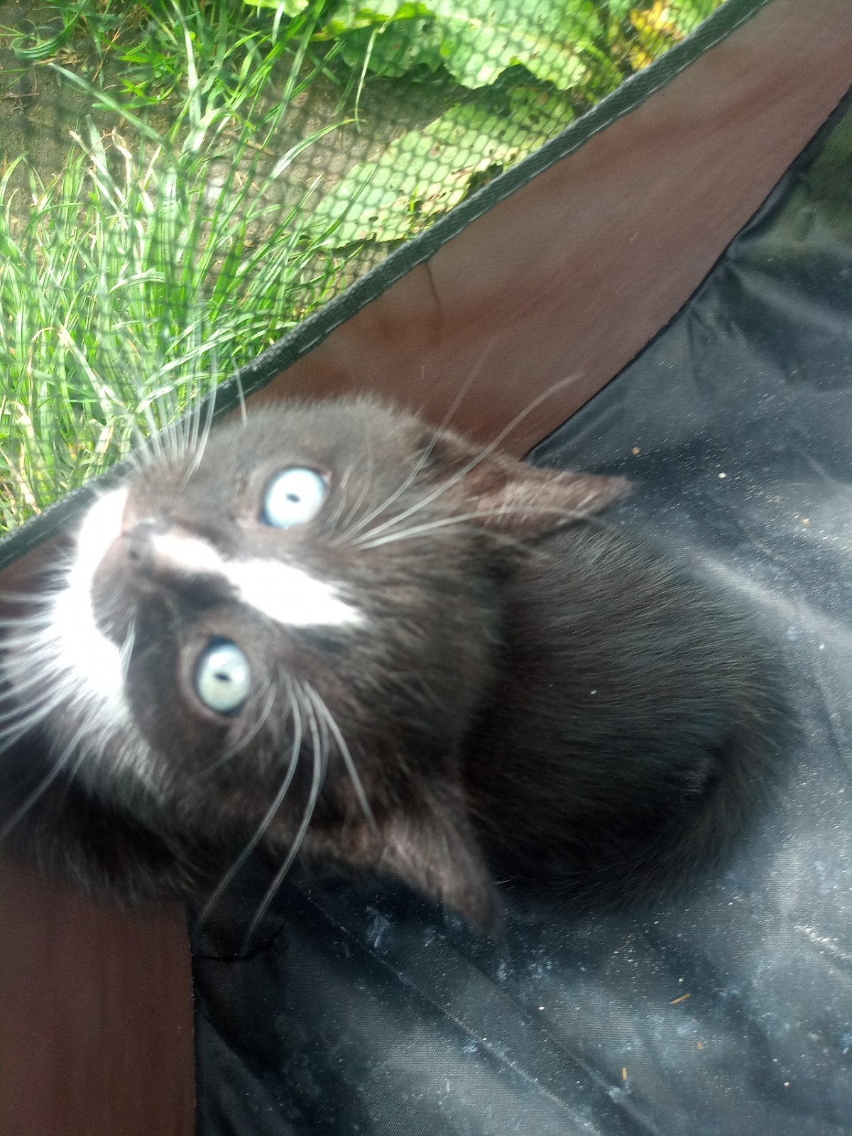 Kittens zwar wit