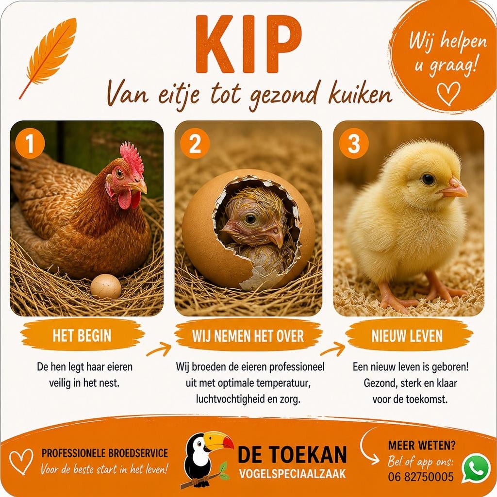 Eieren uitbroeden? Professionele broedservice – Vogelspec, Dieren en Toebehoren, Pluimvee, Kip, Meerdere dieren