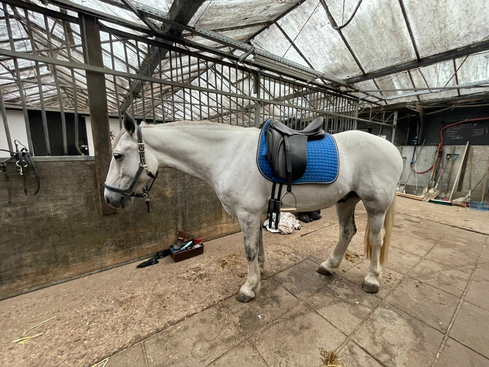 Lieve e-pony recreatief/mennen, Dieren en Toebehoren, Ruin, Recreatiepaard, Ingeënt