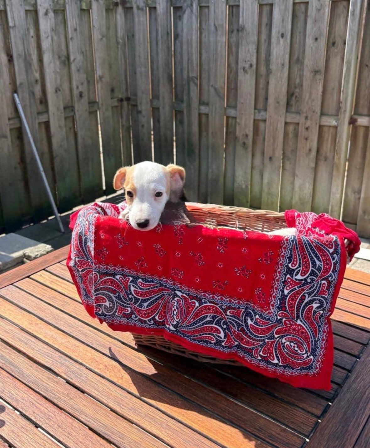 jack russel pups, 8 tot 15 weken, Parvo, Meerdere, Meerdere dieren