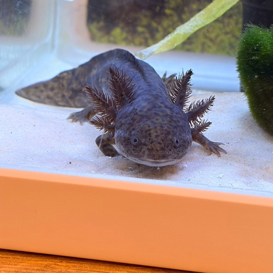 Mooie en gezonde Axolotl in Wildkleur, uit eigen kweek, Overige typen, Zoetwatervis