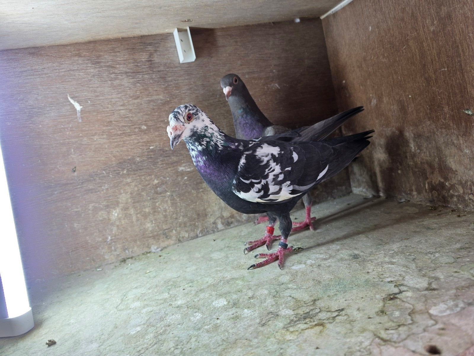​Mooi duiven te koop (Zwart-bonte doffer & Bruine duivin, Meerdere dieren, Overige soorten