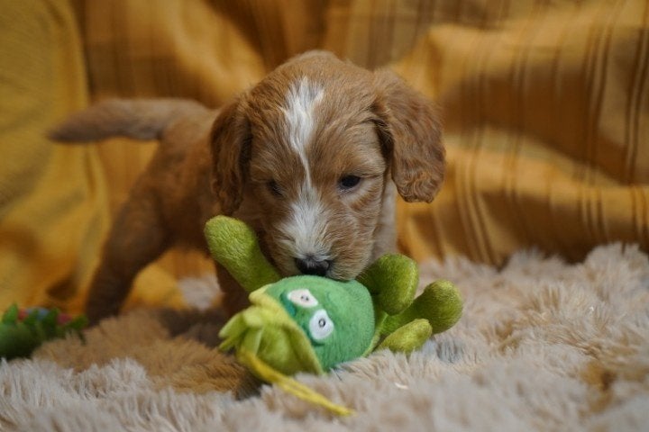 Mooie medium boomer pups, kruising labradoodle., Nederland, Parvo, Overige rassen, 8 tot 15 weken