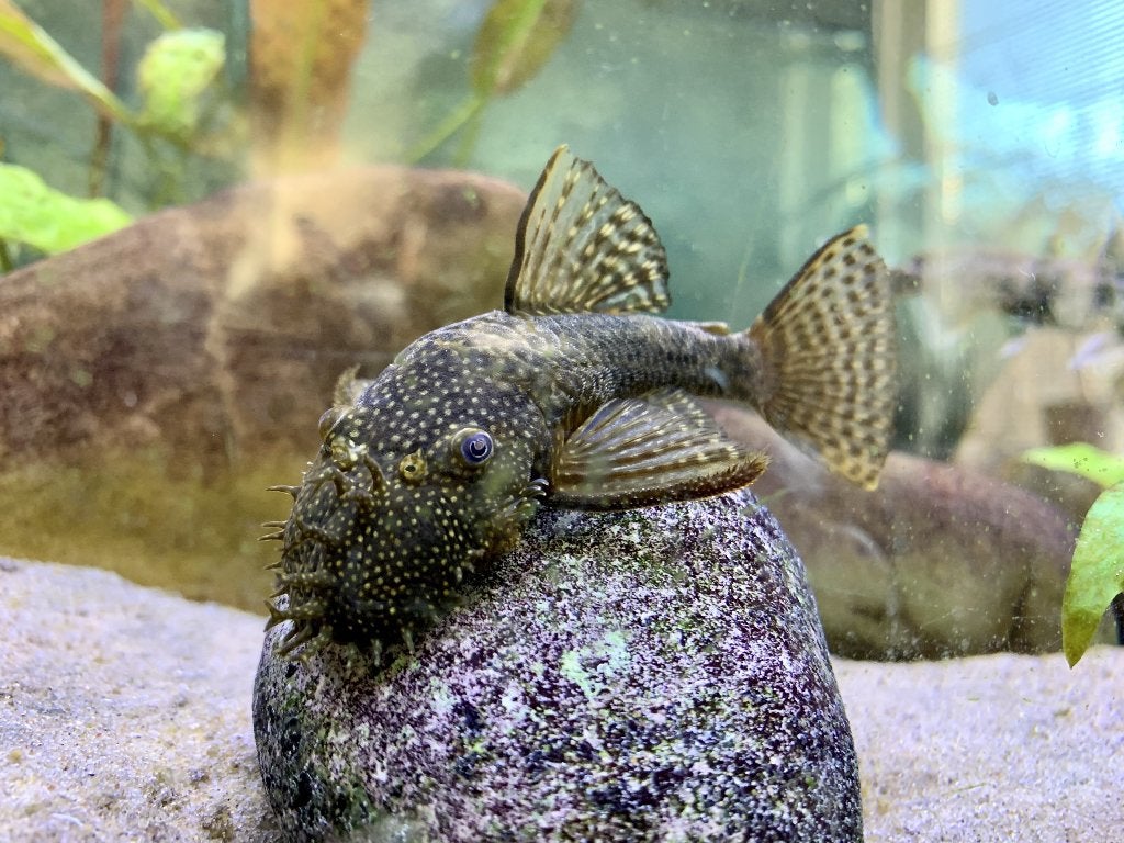 Borstelneus meerval / algeneter, Dieren en Toebehoren, Vissen | Aquariumvissen, Vis, Zoetwatervis