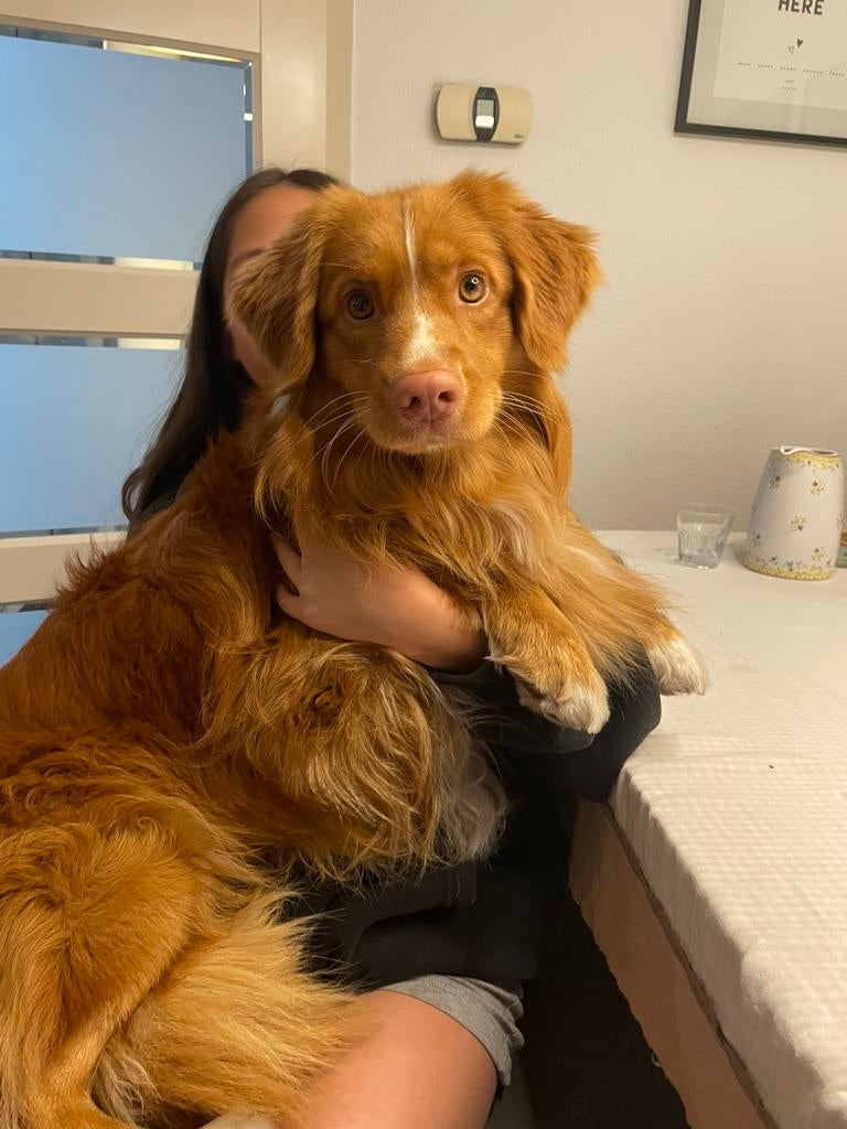 Nova Scotia Duck Tolling retriver dek reu, Reu, Parvo, Eén hond, 3 tot 5 jaar