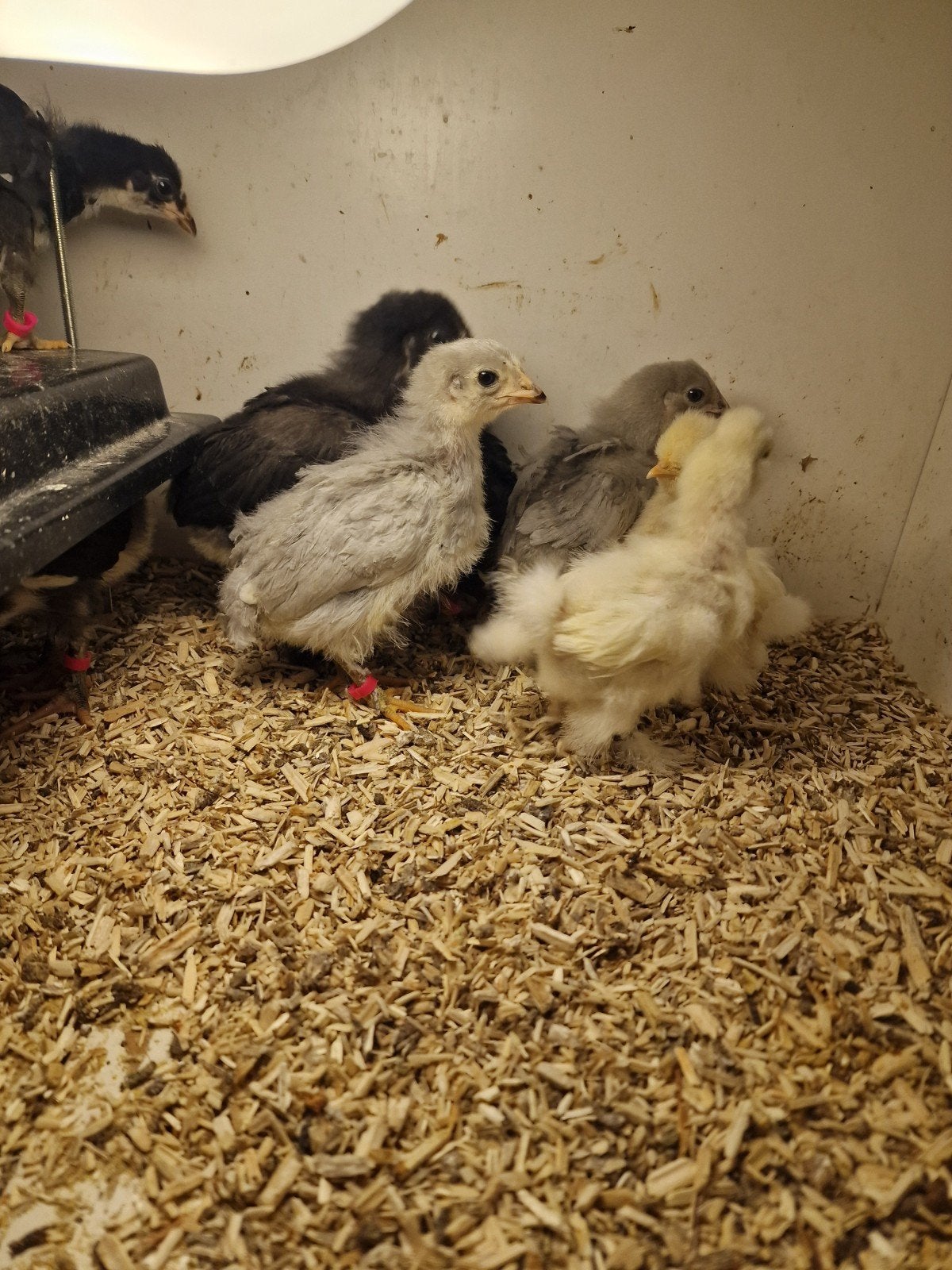 Olijfleggers! Hennen 3 week!, Vrouwelijk, Kip