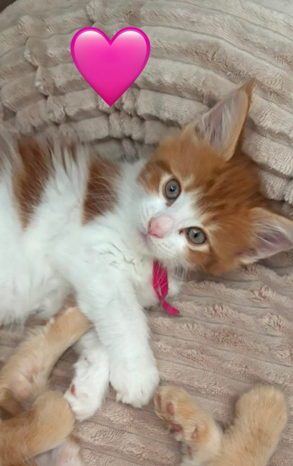 Maine coon poesje zonder stamboom, Dieren en Toebehoren, Meerdere dieren, Ontwormd, 0 tot 2 jaar