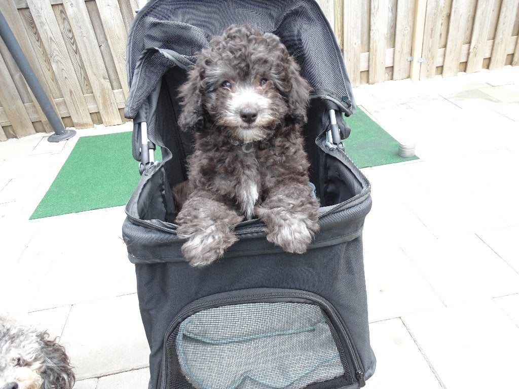 Toy / dwerg poedel puppy's, Poedel, Parvo, Reu, 8 tot 15 weken