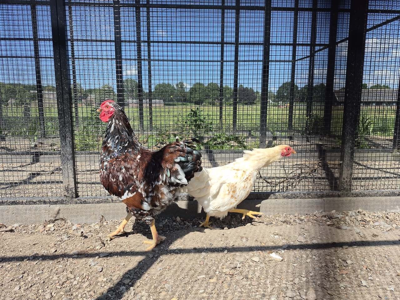 Wyandotte kriel porselein haan, Dieren en Toebehoren, Pluimvee, Mannelijk, Kip