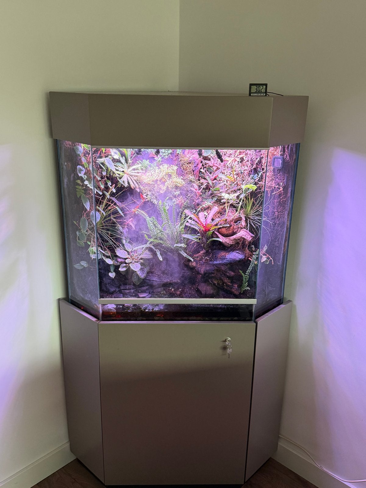 Compleet ingericht paludarium (zonder dieren), Dieren en Toebehoren, Ophalen, Gebruikt, Terrarium of Paludarium