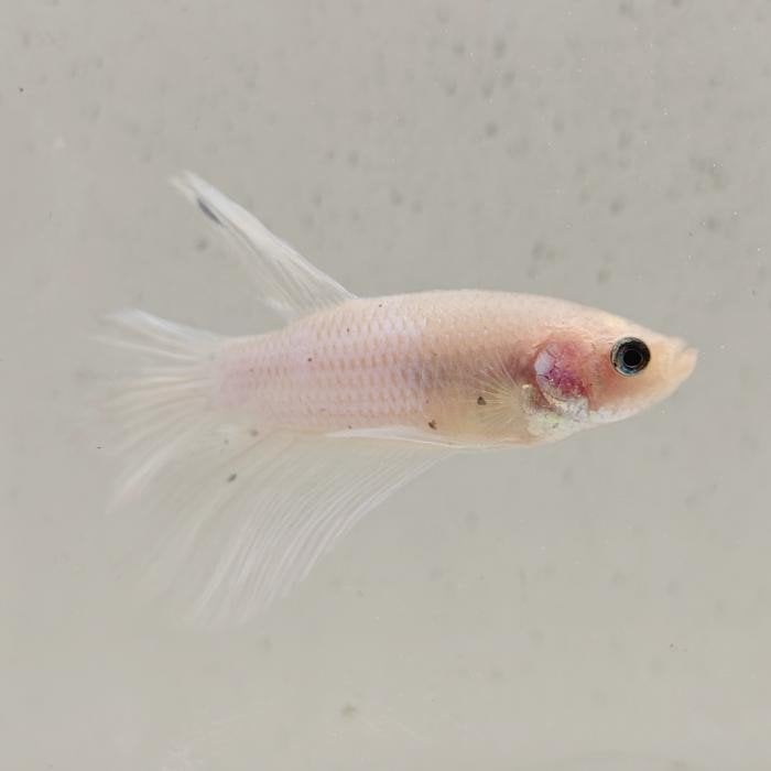 Betta splendens man 20, Vis