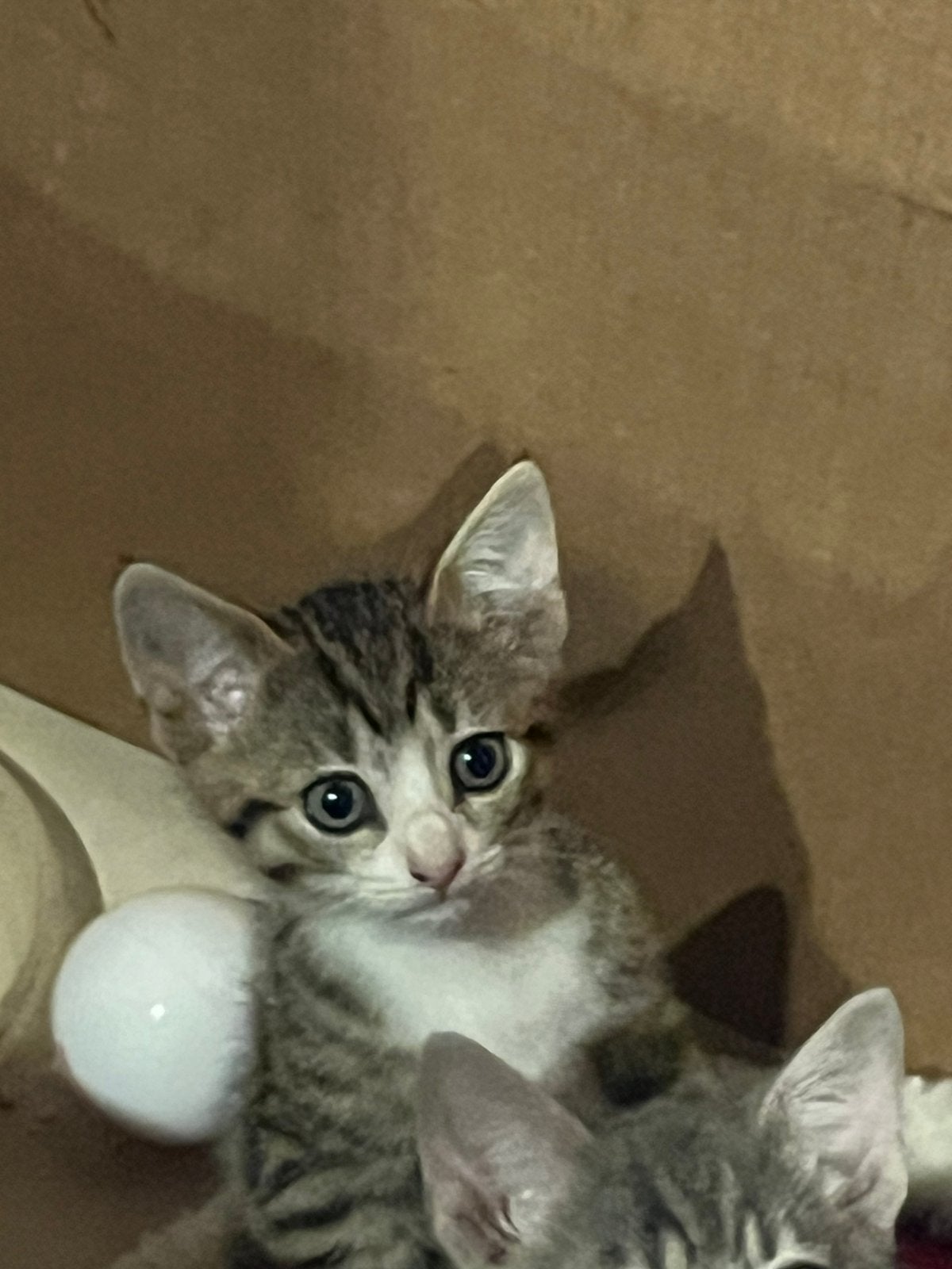Mooie jonge poes en kater ‍, Dieren en Toebehoren, Katten en Kittens | Raskatten | Korthaar, Meerdere dieren, Ontwormd, 0 tot 2 jaar