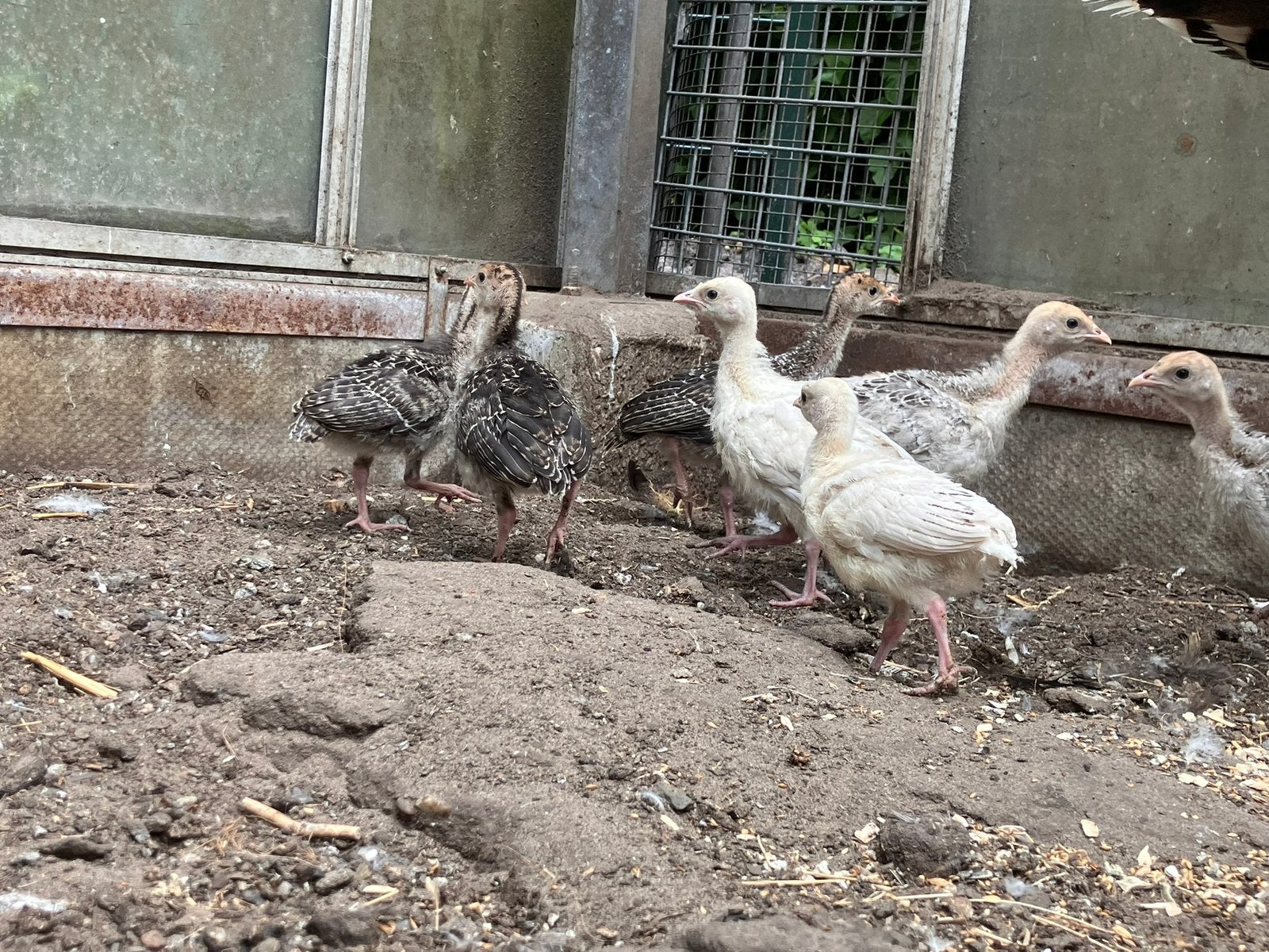 Kalkoenkuikens te koop, Meerdere dieren, Eend