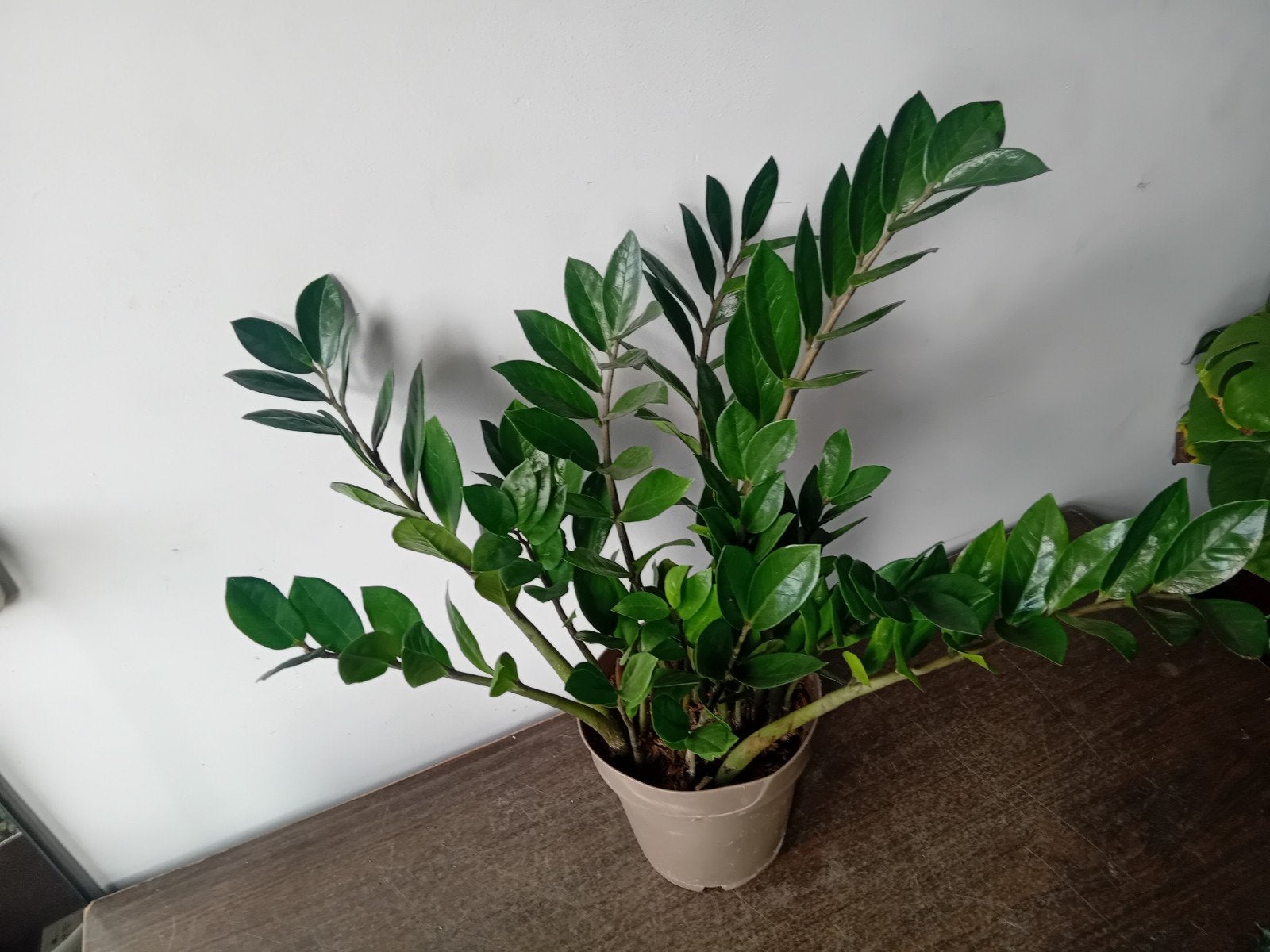 Kamerplant 60cm  heeel weinig licht en water nodig, Huis en Inrichting, Kamerplanten, Ophalen, Overige soorten, Halfschaduw, In pot