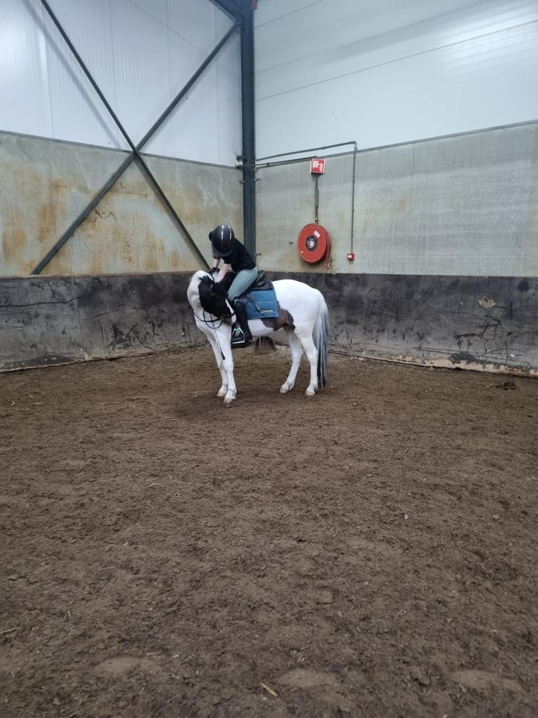 Verzorger/bijrijder aangeboden, Dieren en Toebehoren, Paarden en Pony's | Verzorgingsproducten, Ophalen, Nieuw