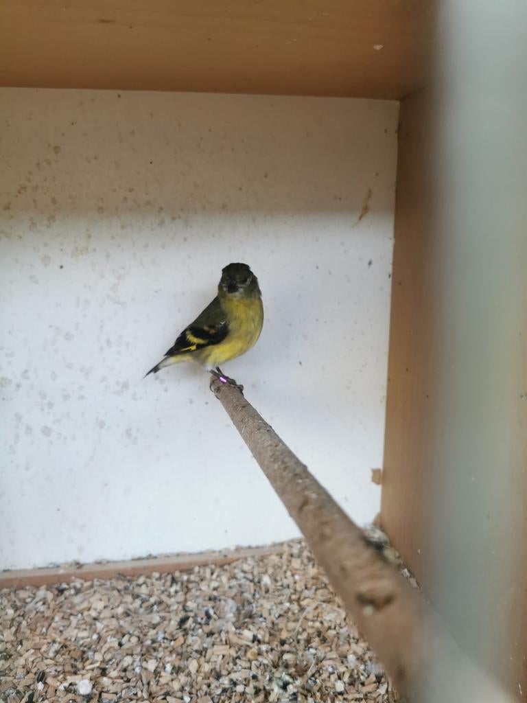 Zwart kop Sijs., Vrouwelijk, Tropenvogel, Geringd