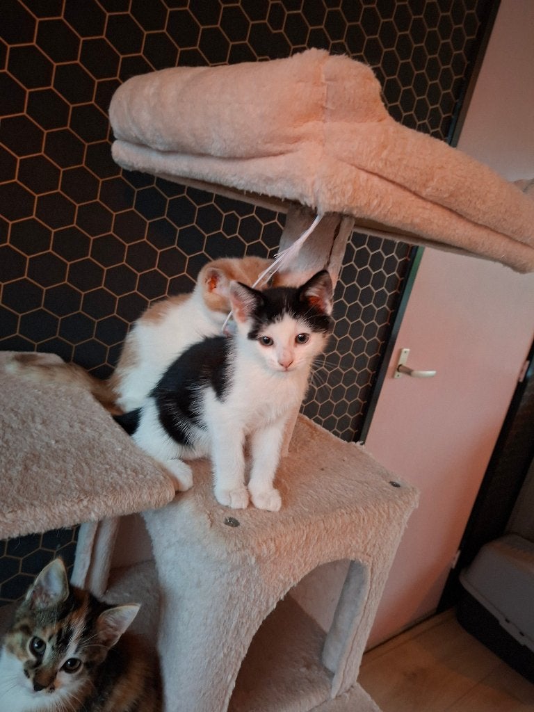 Kittens, Dieren en Toebehoren, Katten en Kittens | Raskatten | Korthaar, Meerdere dieren, Ontwormd, 0 tot 2 jaar