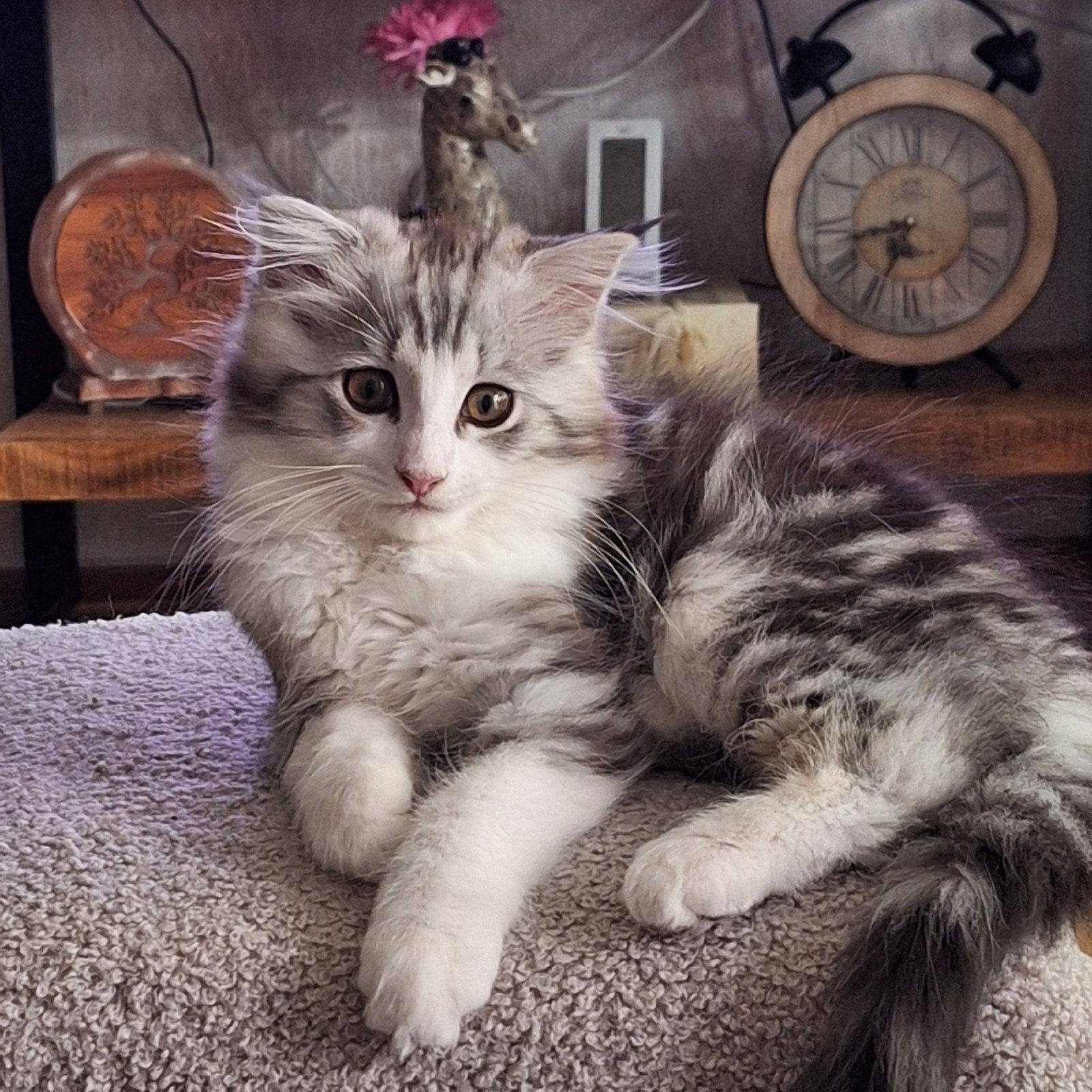Maine Coon kruising, Dieren en Toebehoren, Kater, Ontwormd, 0 tot 2 jaar