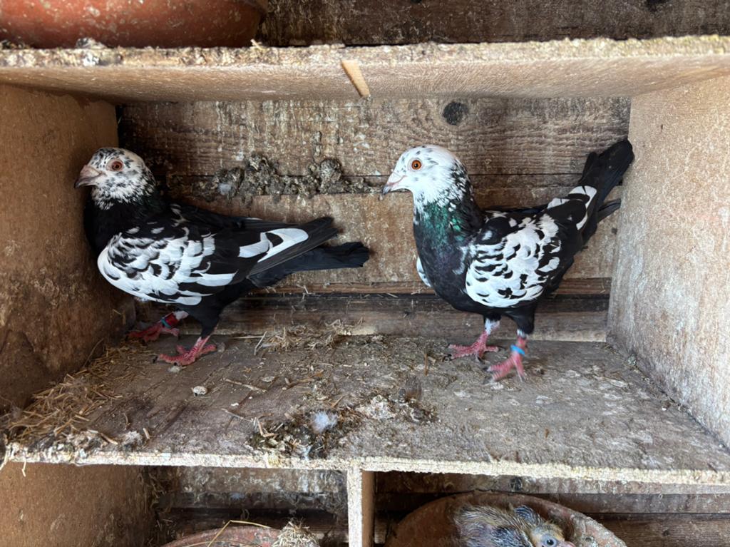 Van scherens en Gramsberen Postduiven koppel postduif, Meerdere dieren, Postduif