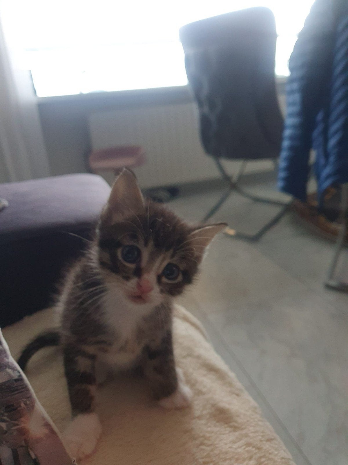 kittens, Kater
