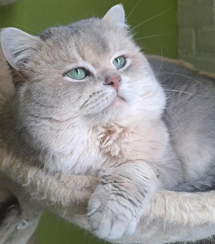 Britse korthaar poes, Dieren en Toebehoren, Katten en Kittens | Raskatten | Langhaar, Meerdere dieren, 0 tot 2 jaar, Ontwormd