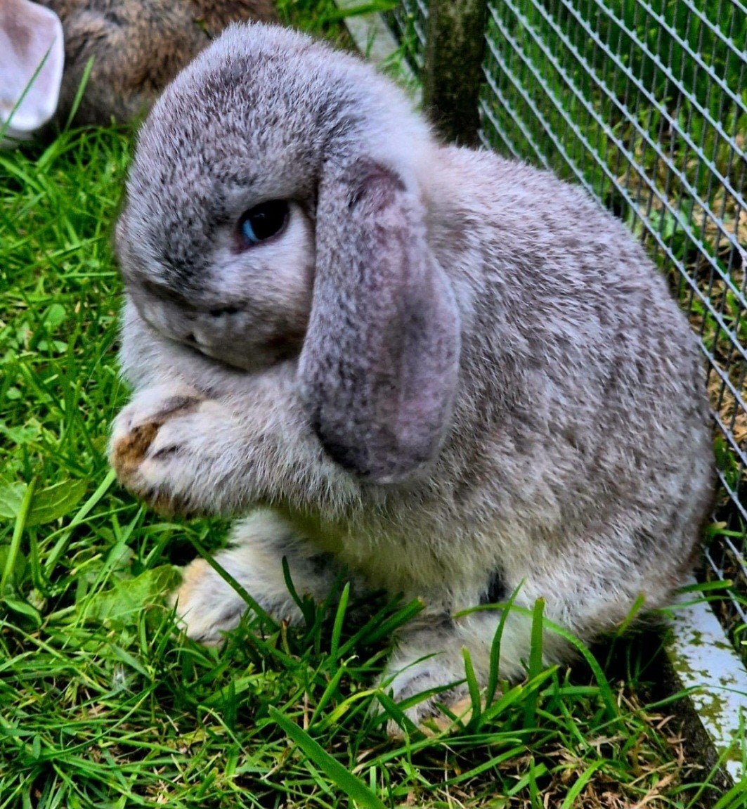 Te koop mooie nederlandse dwerg hangoor konijntjes 9 weken, Meerdere dieren, Dwerg, Hangoor
