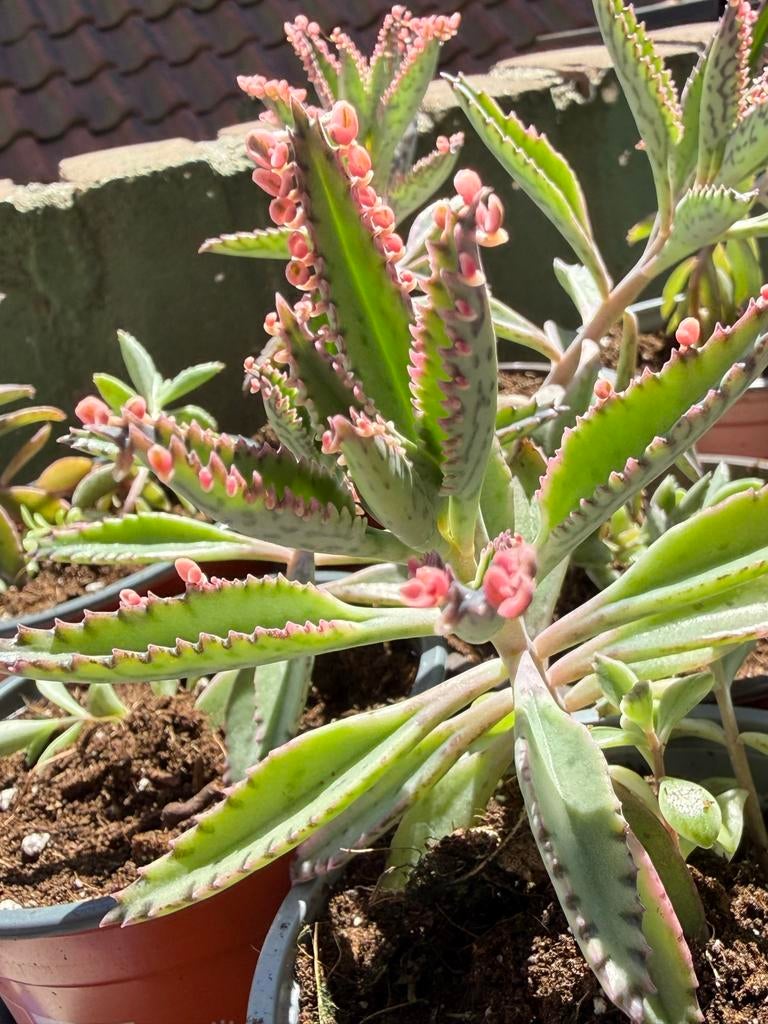 Kalanchoe Pink Butterfly, Huis en Inrichting, Kamerplanten, Ophalen of Verzenden