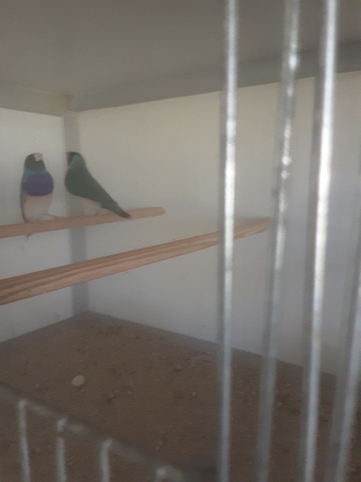 Goldamandine, Dieren en Toebehoren, Vogels | Kanaries, Meerdere dieren, Kleurkanarie
