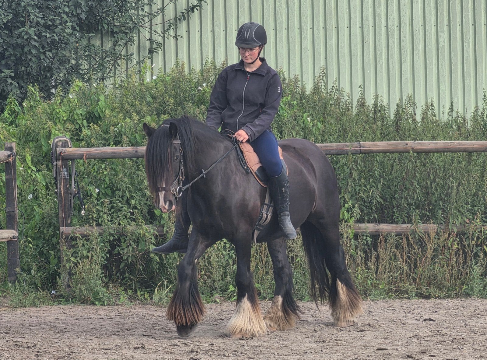 Tinkers en Drumhorses, jong en volwassen ook gereden, Dieren en Toebehoren, Minder dan 160 cm, Niet van toepassing, 3 tot 6 jaar