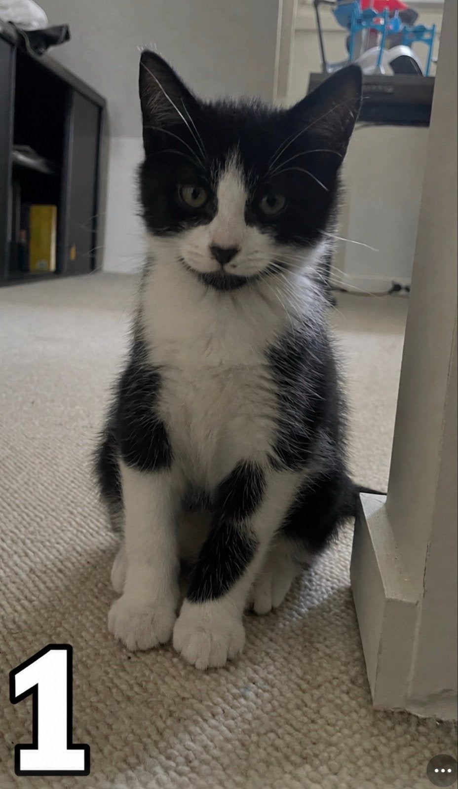Kittens te koop (omgeving Den Bosch), Meerdere dieren, Kortharig