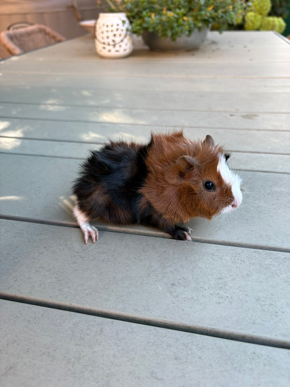 Lieve jonge borstel cavia beertjes, Cavia, Augustus, Mannelijk, Tam