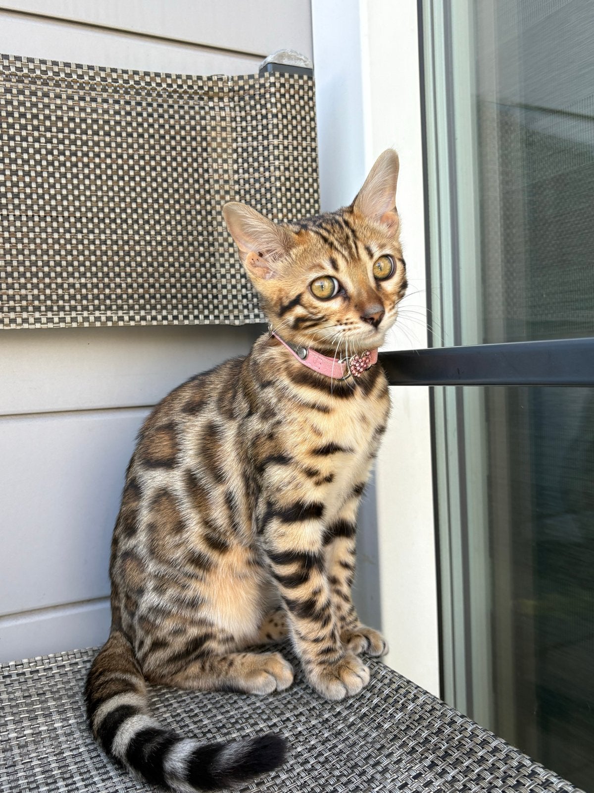 Bengaals kitten, Dieren en Toebehoren, Poes, 0 tot 2 jaar