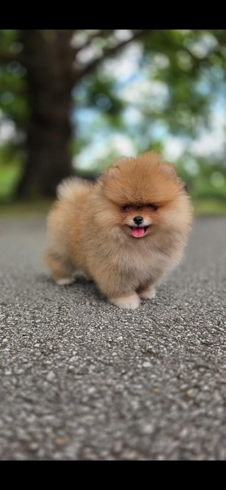 Mini pomeriaan teefje opzoek naar haar gouden mandje, Dieren en Toebehoren, Parvo, Particulier, Keeshond, 15 weken tot 1 jaar