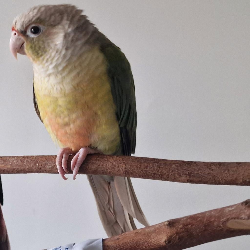 Tamme en rustige Conure (Gerrit) – Vrouwtje denk ik, Geslacht onbekend, Parkiet, Geringd
