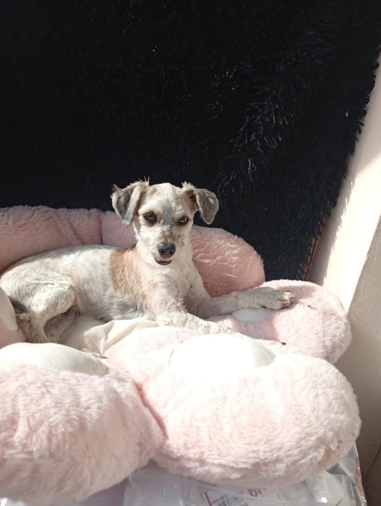 Noa lief klein teefje, Dieren en Toebehoren, Honden | Niet-rashonden, Particulier, 1 tot 2 jaar, Buitenland, Teef