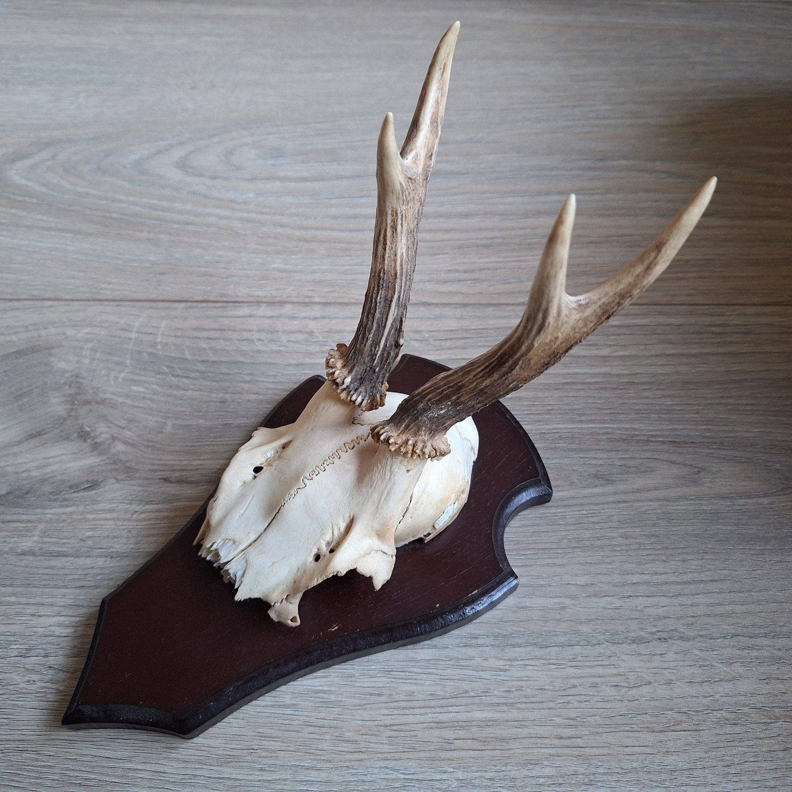Vintage reeën gewei op houten schild, Ophalen of Verzenden, Hert, Gewei of Kop