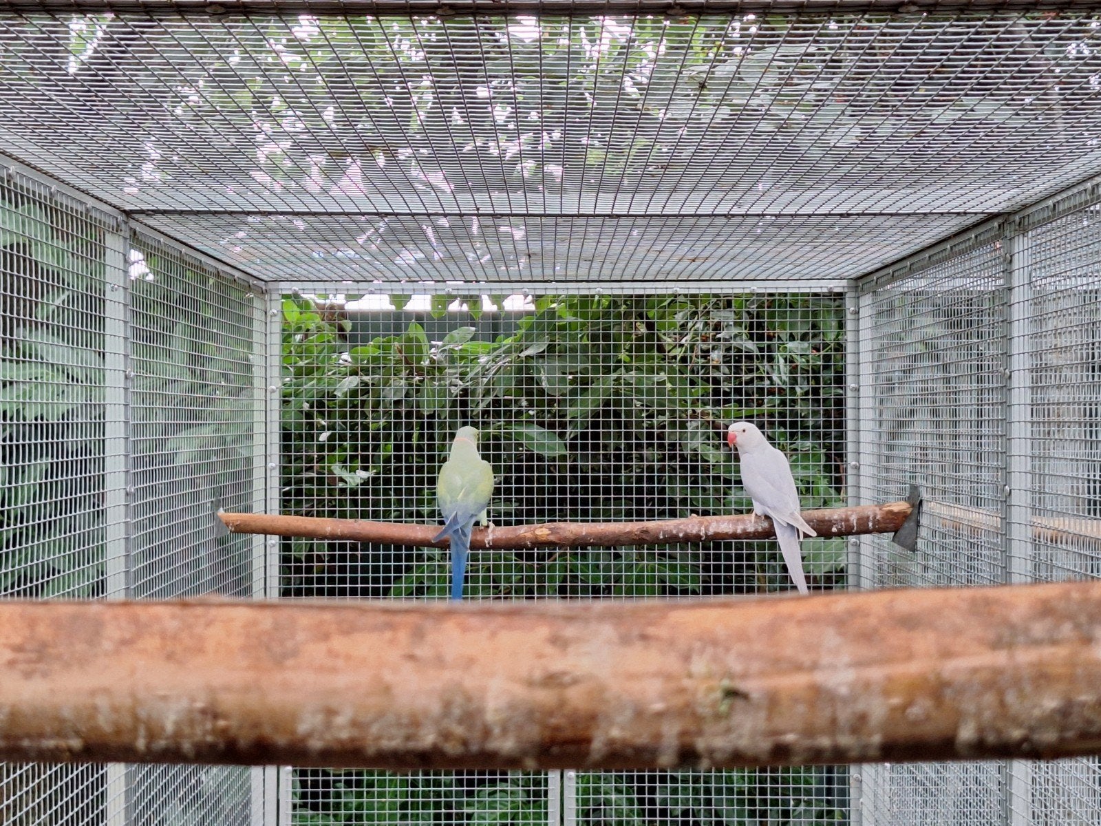halsbandparkieten, Meerdere dieren, Parkiet, Geringd