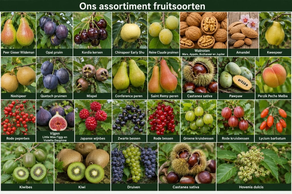 Reine Claude Pruim halfstam fruitbomen, Tuin en Terras, Planten | Fruitbomen, Minder dan 100 cm, Lente, Volle zon, In pot