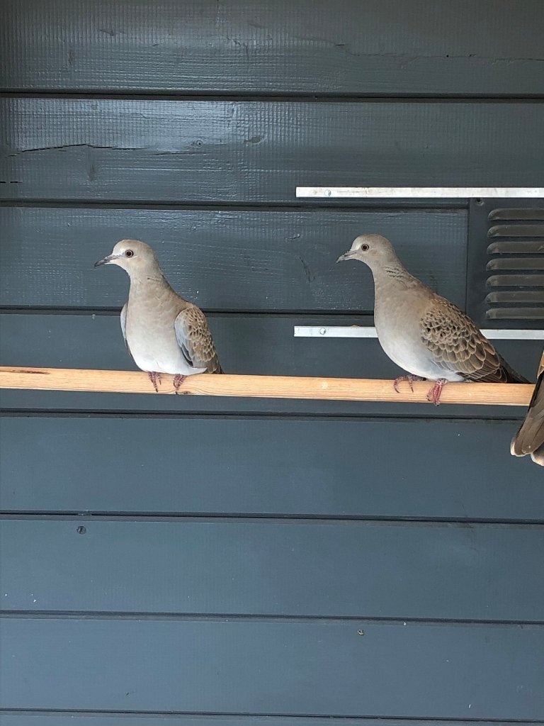 Zomertortels, Dieren en Toebehoren, Meerdere dieren, Tortelduif