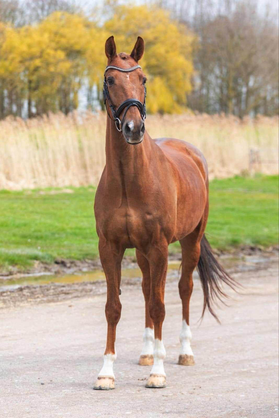 Vos ruin z1  dressuur, Dieren en Toebehoren, Paarden