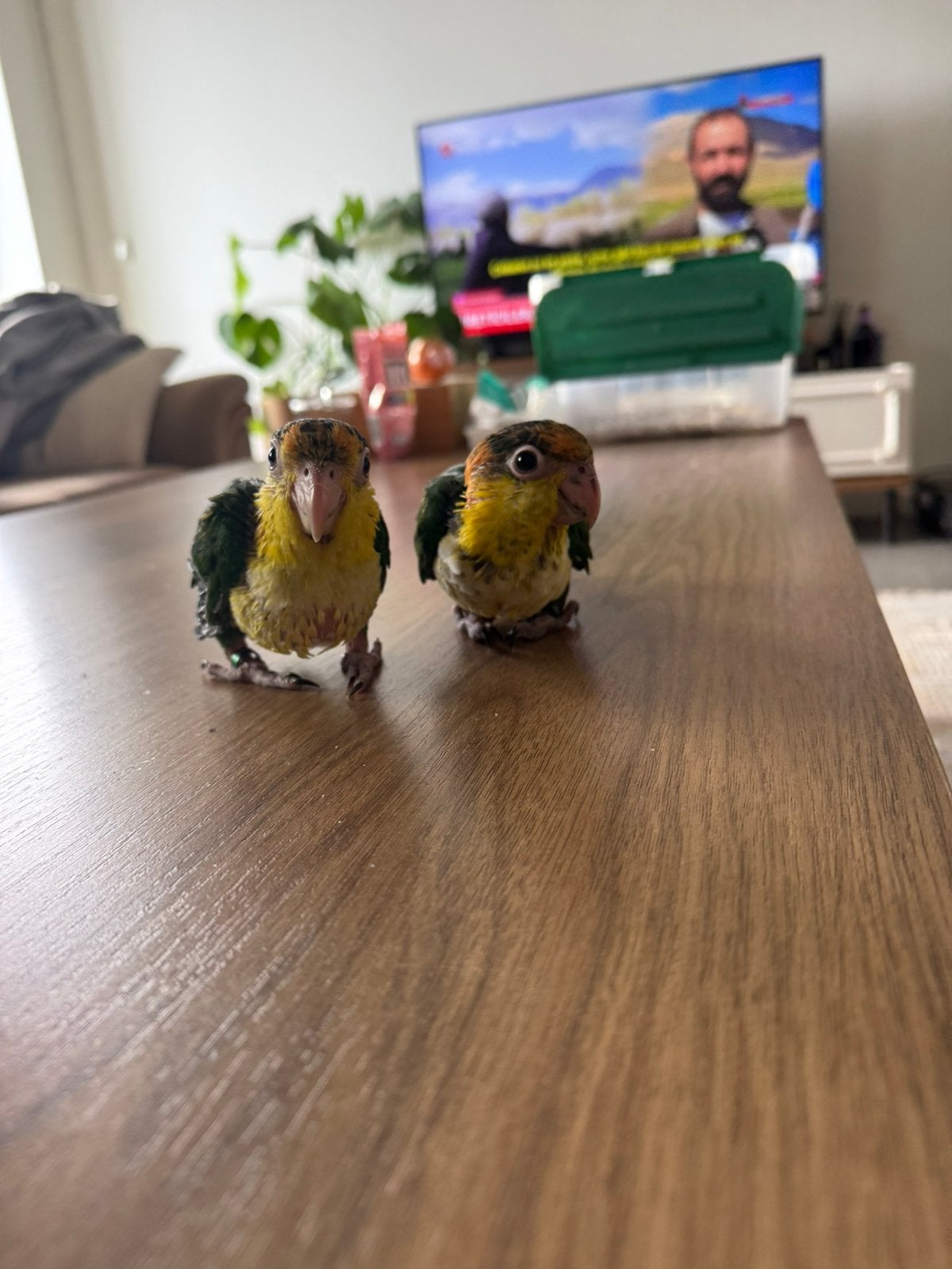 Caique Roestkop Geeldij Super Handtam, Dieren en Toebehoren, Geslacht onbekend, Papegaai, Tam