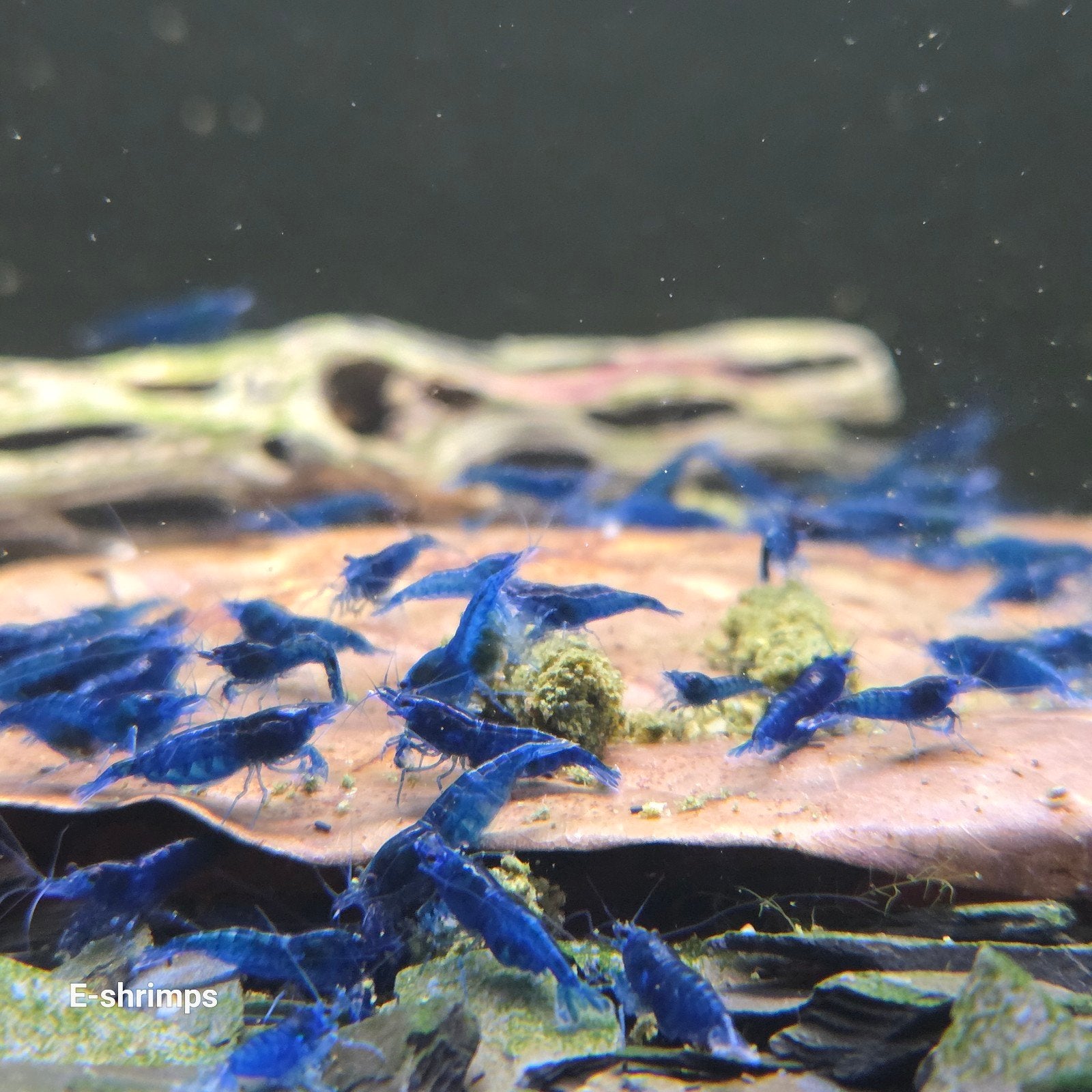 ☑️️Medium grade| Blue Dream Neocaridina-garnalen, Dieren en Toebehoren, Kreeft, Krab of Garnaal, Zoetwatervis, Schoolvis