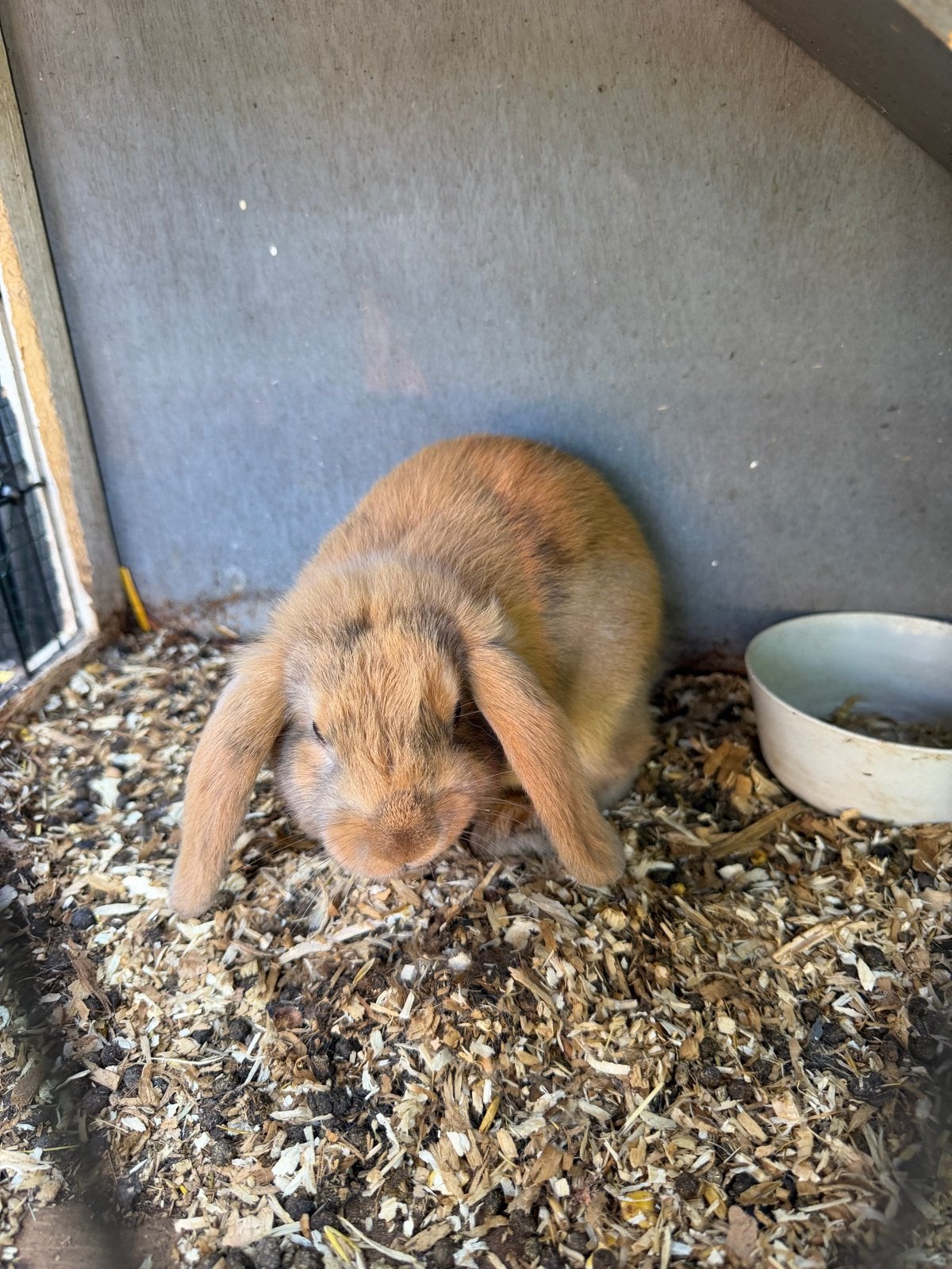 Baby dwerg hangoor te koop - zo lief!, Dieren en Toebehoren, Konijnen, Vrouwelijk, Dwerg, Hangoor