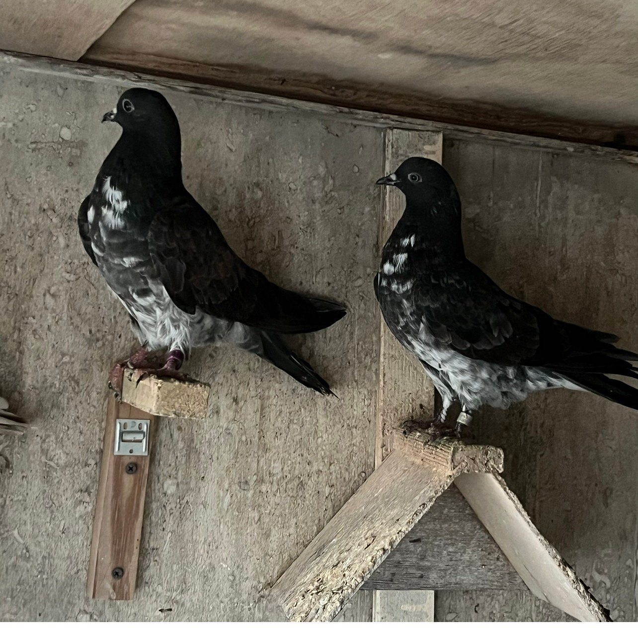Iraanse Duiven, Meerdere dieren
