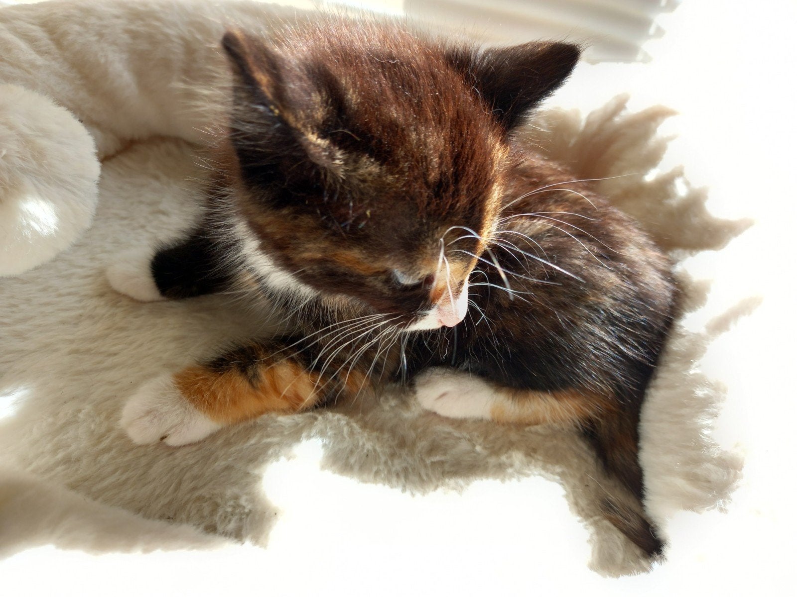 Lief poesje, Poes